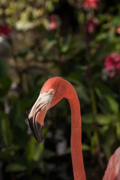 Карибский Фламинго Phoenicopterus Ruber Тропическом Саду Юго Западе Флориды — стоковое фото