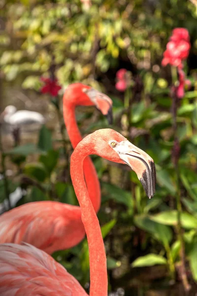 Caribische Flamingo Phoenicopterus Ruber Een Tropische Tuin Zuidwest Florida — Stockfoto