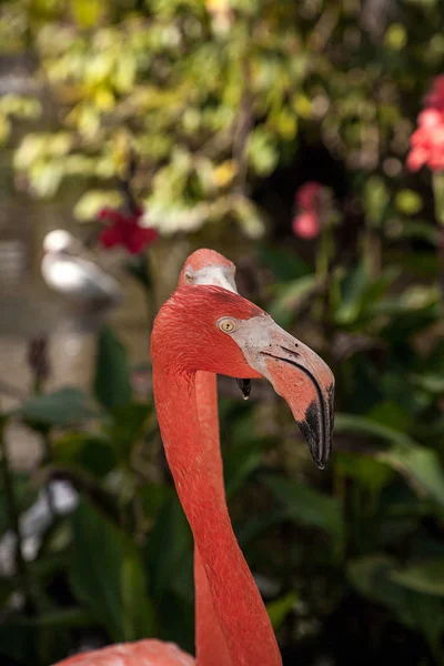 Caribische Flamingo Phoenicopterus Ruber Een Tropische Tuin Zuidwest Florida — Stockfoto