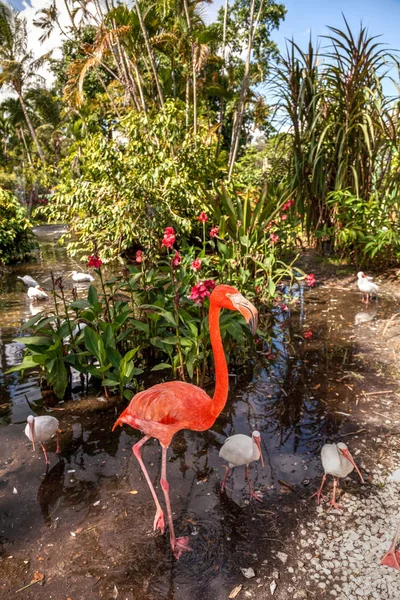 Карибский Фламинго Phoenicopterus Ruber Тропическом Саду Юго Западе Флориды — стоковое фото