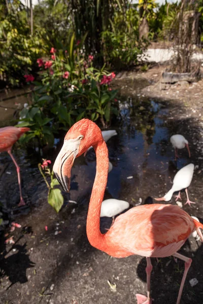 Карибский Фламинго Phoenicopterus Ruber Тропическом Саду Юго Западе Флориды — стоковое фото