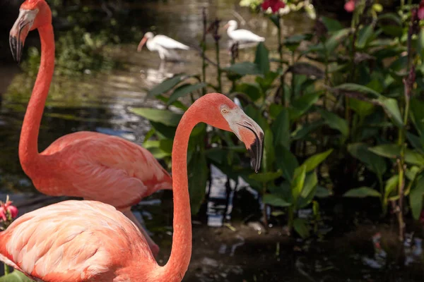 Caribische Flamingo Phoenicopterus Ruber Een Tropische Tuin Zuidwest Florida — Stockfoto