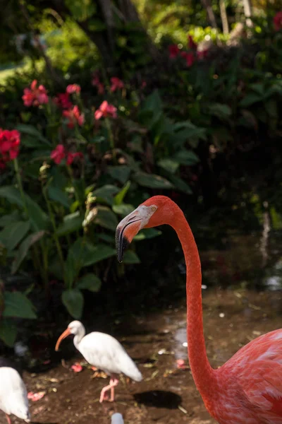 Caribische Flamingo Phoenicopterus Ruber Een Tropische Tuin Zuidwest Florida — Stockfoto