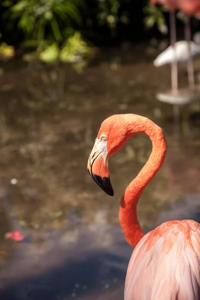 Caribische Flamingo Phoenicopterus Ruber Een Tropische Tuin Zuidwest Florida — Stockfoto