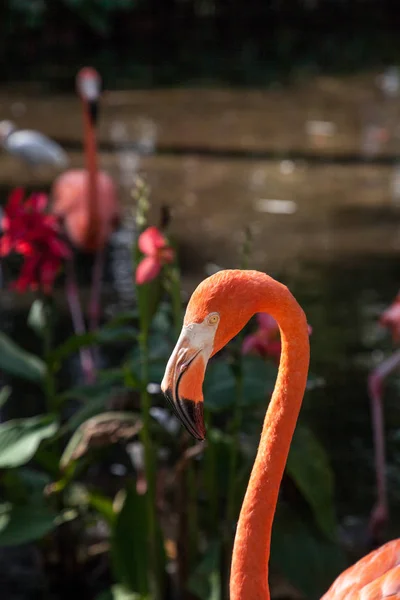 Caribische Flamingo Phoenicopterus Ruber Een Tropische Tuin Zuidwest Florida — Stockfoto