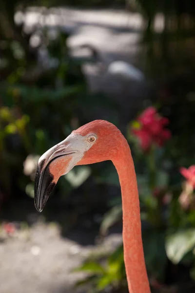 Caribische Flamingo Phoenicopterus Ruber Een Tropische Tuin Zuidwest Florida — Stockfoto