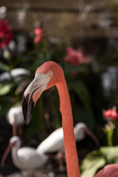 Caribische Flamingo Phoenicopterus Ruber Een Tropische Tuin Zuidwest Florida — Stockfoto