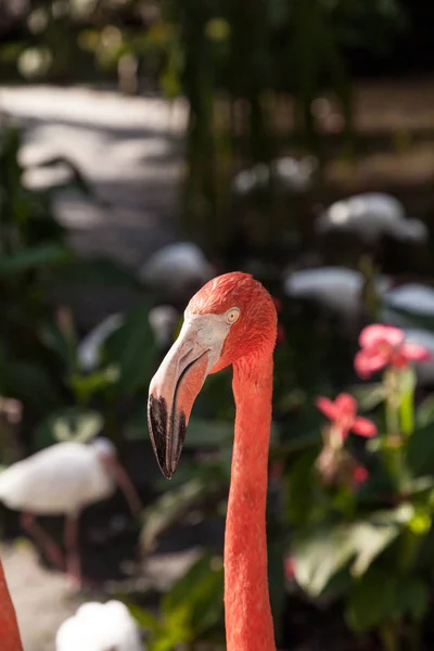 Caribische Flamingo Phoenicopterus Ruber Een Tropische Tuin Zuidwest Florida — Stockfoto