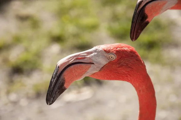 Plameňáků Karibských Phoenicopterus Ruber Tropické Zahradě Jihozápadní Florida — Stock fotografie