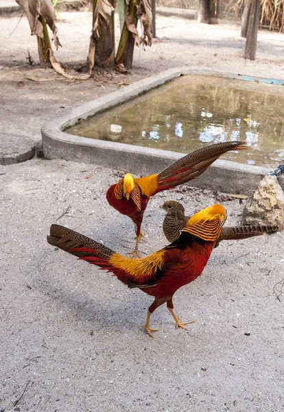 Paarungsvorführung Eines Männlichen Goldfasans Auch Chinesischer Fasan Oder Chrysolophus Pictus — Stockfoto