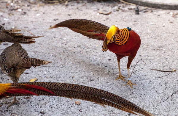 Paarungsvorführung Eines Männlichen Goldfasans Auch Chinesischer Fasan Oder Chrysolophus Pictus — Stockfoto