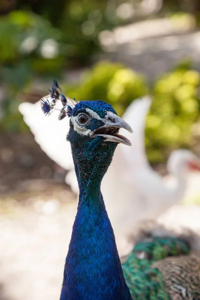 Blue and green peacock or Indian peafowl is also called Pavo cristatus in a garden in southwestern Florida.