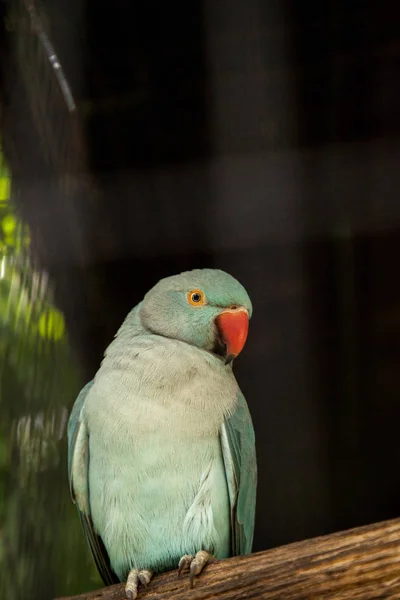 고귀한 Parakeed와 반지를 앵무새의 Psittacula Krameri Manillensis 창백한 Ringneck 라고도 — 스톡 사진