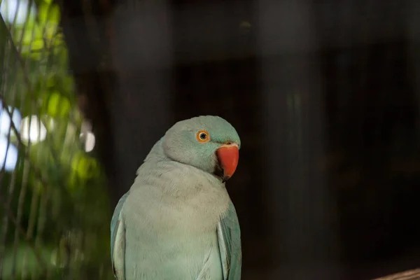 Pálido Azul Indian Ringneck Parakeet Também Chamado Nobre Periquito Asa — Fotografia de Stock