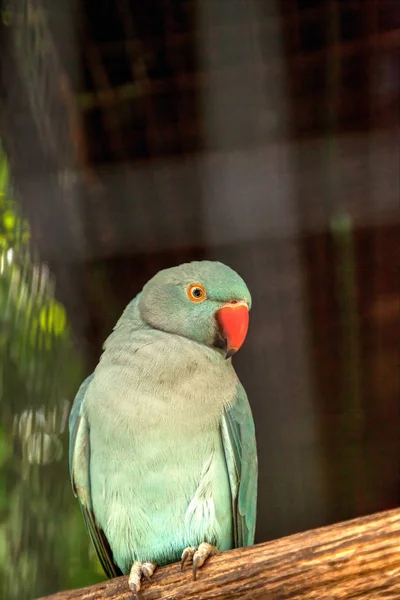 Pale Blue Indian Ringneck Parakeet Also Called Noble Parakeed Rose — Stock Photo, Image