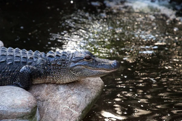 Junger Amerikanischer Alligator Mississippiensis Ruht Ufer Eines Großen Teiches — Stockfoto