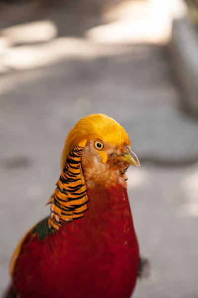 Male Golden Pheasant Also Called Chinese Pheasant Chrysolophus Pictus Known — Stock Photo, Image