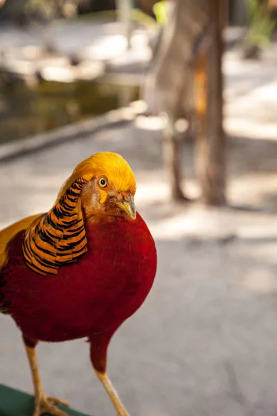 Männlicher Goldfasan Auch Chinesischer Fasan Oder Chrysolophus Pictus Genannt Ist — Stockfoto