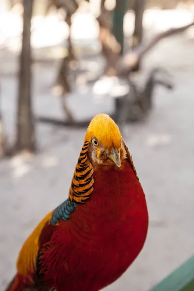 Manliga Guldfasan Som Också Kallas Kinesisk Fasan Eller Chrysolophus Pictus — Stockfoto