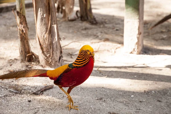 中国のキジや Chrysolophus Pictus とも呼ばれる男性の金キジ ゲーム鳥として知られています — ストック写真