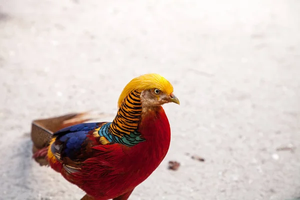 Faisan Doré Mâle Aussi Appelé Faisan Chinois Chrysolophus Pictus Est — Photo