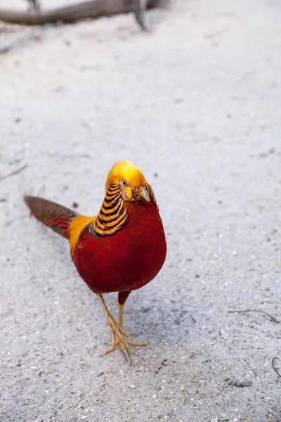 Faisan Doré Mâle Aussi Appelé Faisan Chinois Chrysolophus Pictus Est — Photo