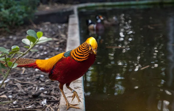 Männlicher Goldfasan Auch Chinesischer Fasan Oder Chrysolophus Pictus Genannt Ist — Stockfoto