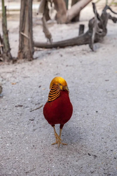 Faisan Doré Mâle Aussi Appelé Faisan Chinois Chrysolophus Pictus Est — Photo