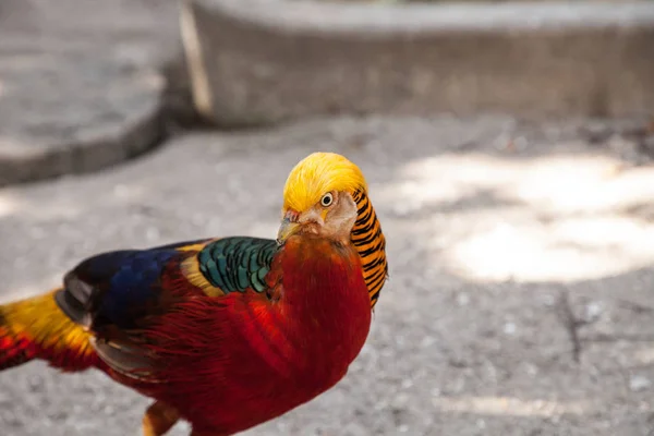 Männlicher Goldfasan Auch Chinesischer Fasan Oder Chrysolophus Pictus Genannt Ist — Stockfoto