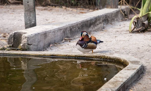 Male and female Mandarin duck Aix galericulata flock in a small pond in Southwest Florida in summer.