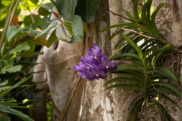 Orquídea Aranda Manchada Púrpura Aranda Omyai Unida Árbol Jardín Tropical — Foto de Stock
