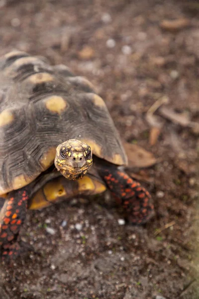 Rotfußschildkröte Chelonoidis Carbonaria Sucht Boden Nach Nahrung Südflorida — Stockfoto