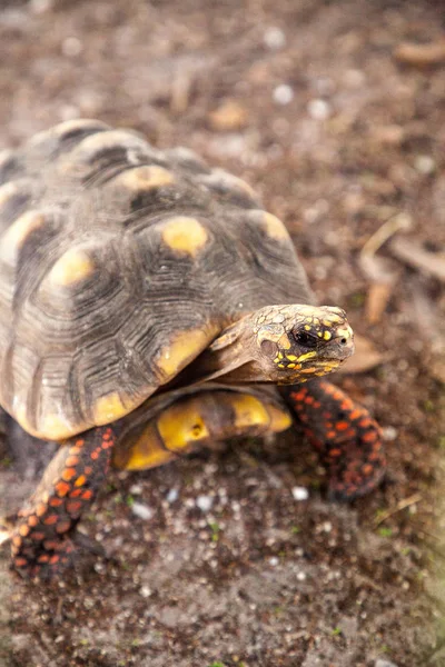 赤足亀 Chelonoidis Carbonaria はフロリダ州南部の料理を地面に沿って牧草します — ストック写真