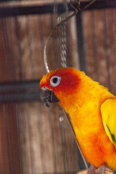 Suncheek conure parakeet perches in a cage — Stock Photo, Image