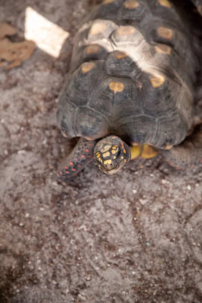 Rotfußschildkröte Chelonoidis Carbonaria Sucht Boden Nach Nahrung Südflorida — Stockfoto