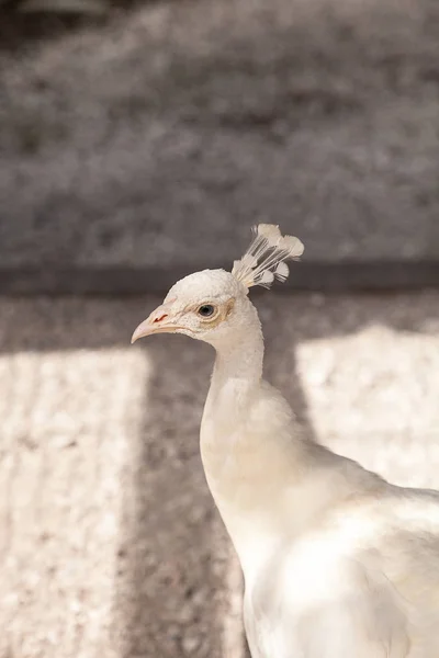 นกยูงขาว หรือนกยูงขาว เรียกว่า พาโว คริสตัส — ภาพถ่ายสต็อก