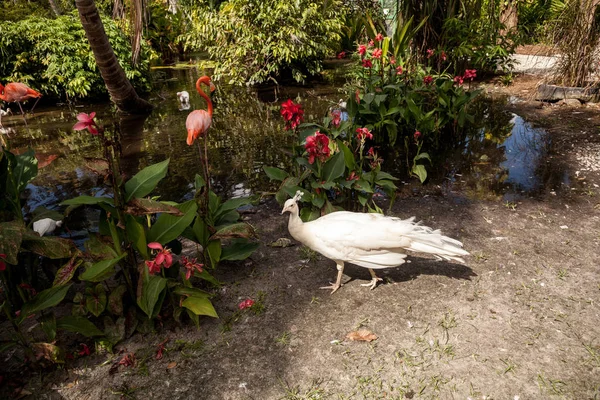 Pavão Branco Pavão Branco Também Chamado Pavo Cristatus Jardim Sudoeste — Fotografia de Stock