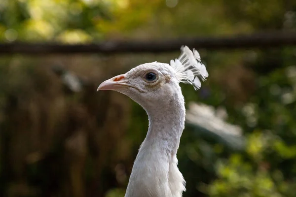 White Peacock White Peafowl Also Called Pavo Cristatus Garden Southwestern — Stock Photo, Image