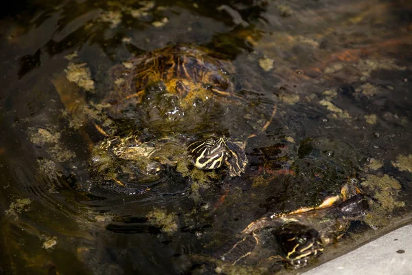 Yellow bellied turtle Trachemys scripta scripta swims in a pond in southwest Florida in search of food.