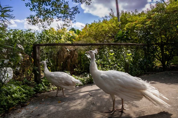 Weißer Pfau Oder Weißer Pfauenauge Wird Auch Pavo Cristatus Einem — Stockfoto