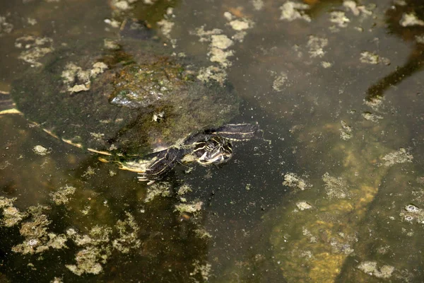 Yellow bellied turtle Trachemys scripta scripta swims in a pond