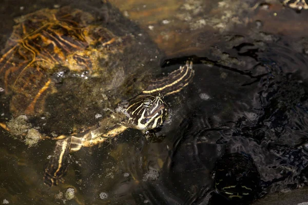 Yellow bellied turtle Trachemys scripta scripta swims in a pond