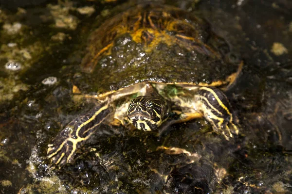 Yellow bellied turtle Trachemys scripta scripta swims in a pond