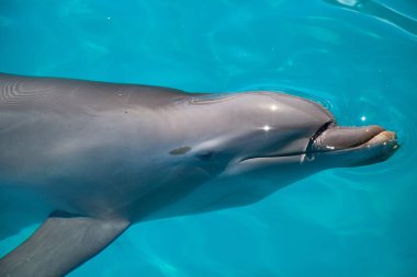 Şişe burunlu yunus Tursiops truncatus kıyı yüzüyor 