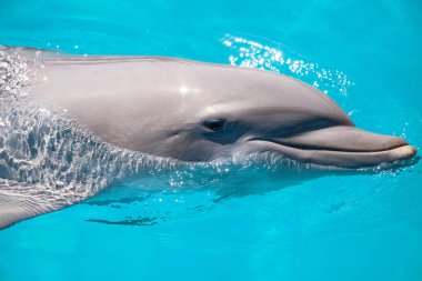 Şişe burunlu yunus Tursiops truncatus kıyı yüzüyor 