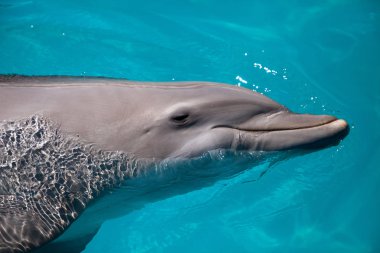 Şişe burunlu yunus Tursiops truncatus kıyı yüzüyor 