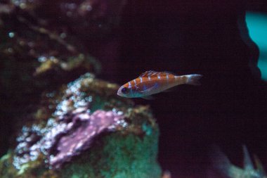 Turuncu ve beyaz çizgili Catalina kaya balığı Lythrypnus dallı 