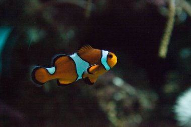 Ocellaris palyaço balığı Amphiprion ocellaris