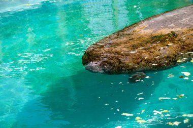 Florida manatee Batı Hint deniz ayısı veya deniz ineği T olarak da bilinir