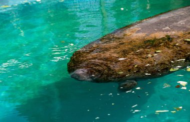 Florida manatee Batı Hint deniz ayısı veya deniz ineği T olarak da bilinir